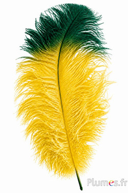 Struisvogel premium - 50-60 cm - geel-groen